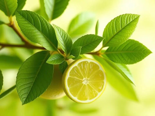 Fresh bergamot fruit and vibrant green leaves illustrating what does bergamot smell like