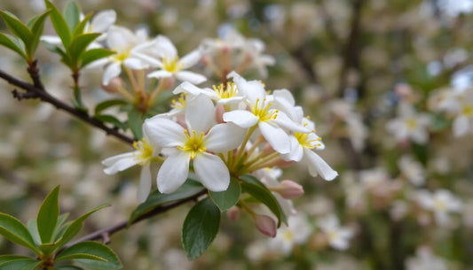 Close-up of blooming neroli flowers illustrating what does neroli smell like with its sweet, citrus aroma
