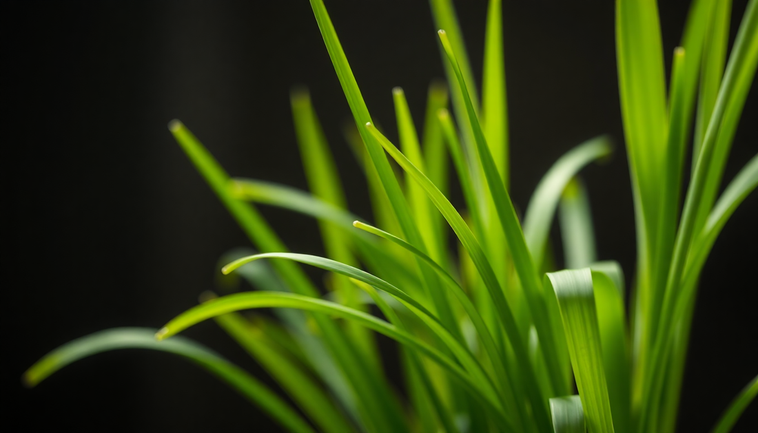 generate hyper realistic image of lemongrass in smell