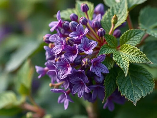 Close-up of purple flowers and green leaves, exploring what does patchouli smell like